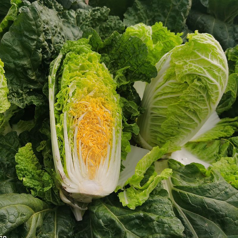 金吉利娃娃菜种子叠抱直筒春秋播黄心大小白菜外叶绿心叶嫩黄