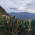 仙人掌