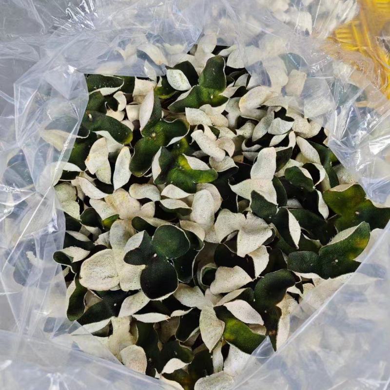 大量供应陈皮大青中青青皮，又名青橘皮