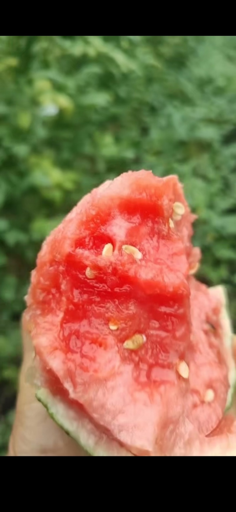 冰糖子，小糖丸西瓜大量上市2k对接大量有货