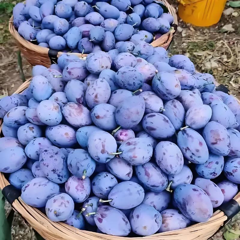西梅苗，成品苗，80厘米高，80厘米粗，产地大量发货