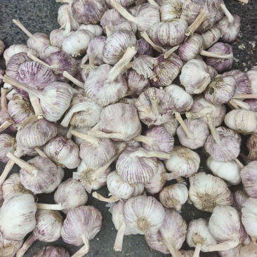 精选紫皮蒜米料**品质好货源多诚信经营可协商