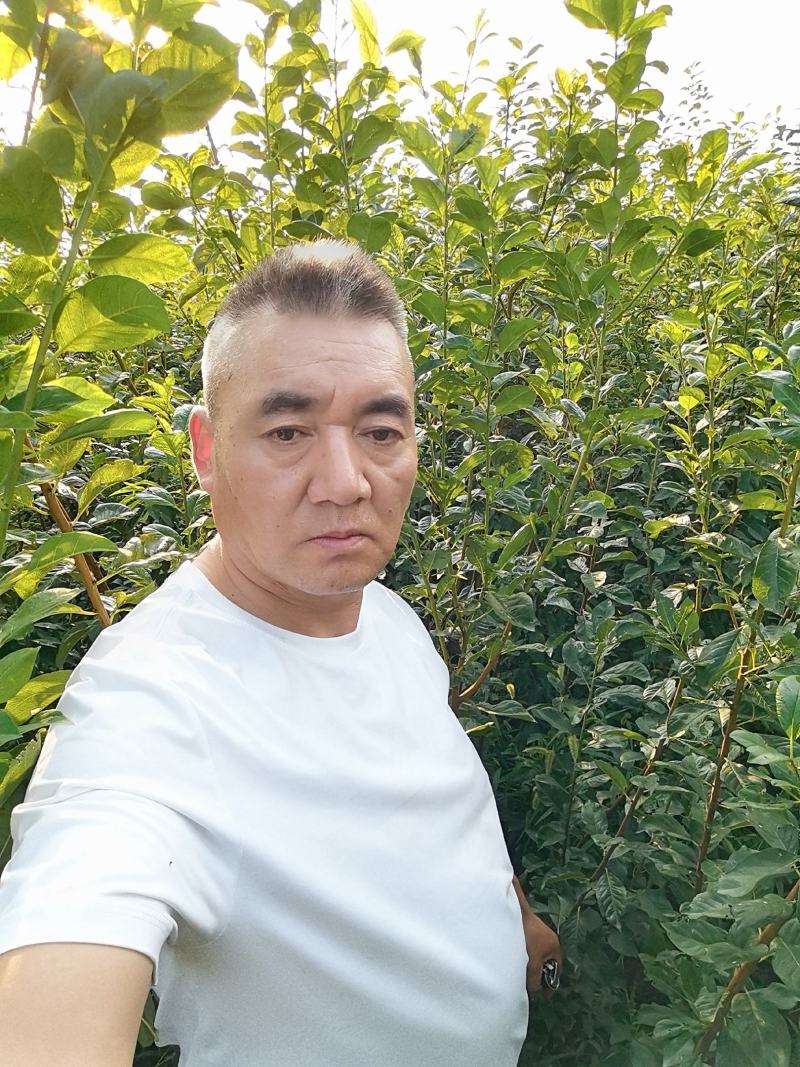 味帝李子成品苗，80厘米高，0.8厘米粗，全国大量发货