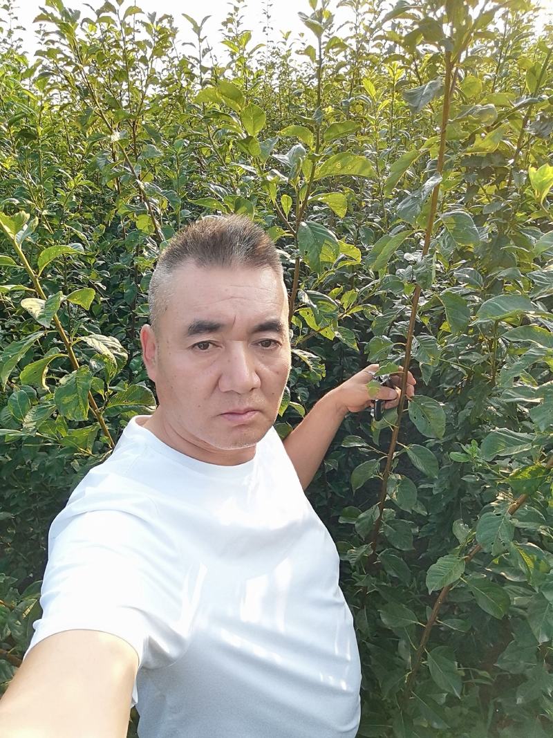 味帝李子成品苗，80厘米高，0.8厘米粗，全国大量发货