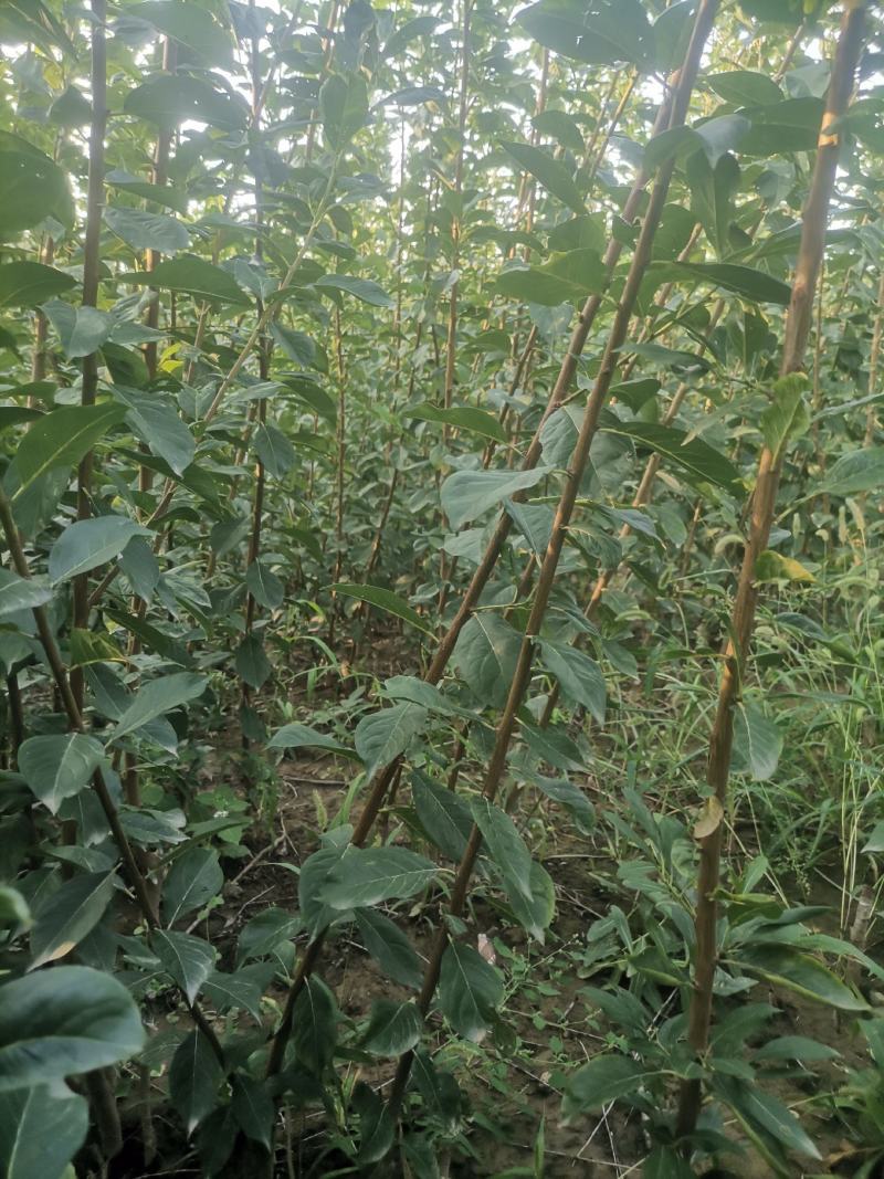 味帝李子成品苗，80厘米高，0.8厘米粗，全国大量发货