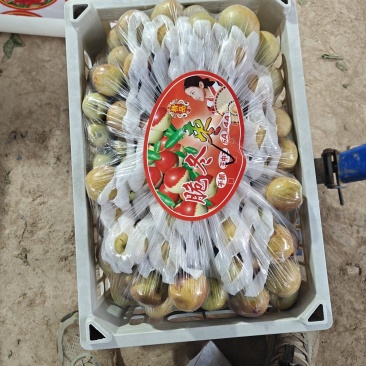 大荔冬枣脆甜多汁