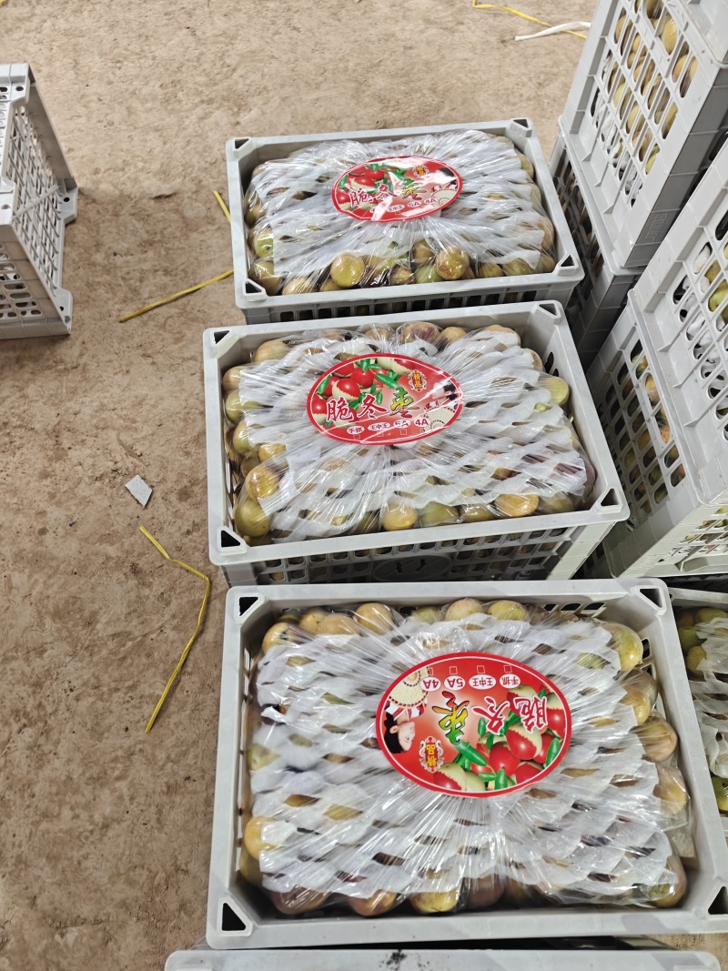 大荔冬枣脆甜多汁