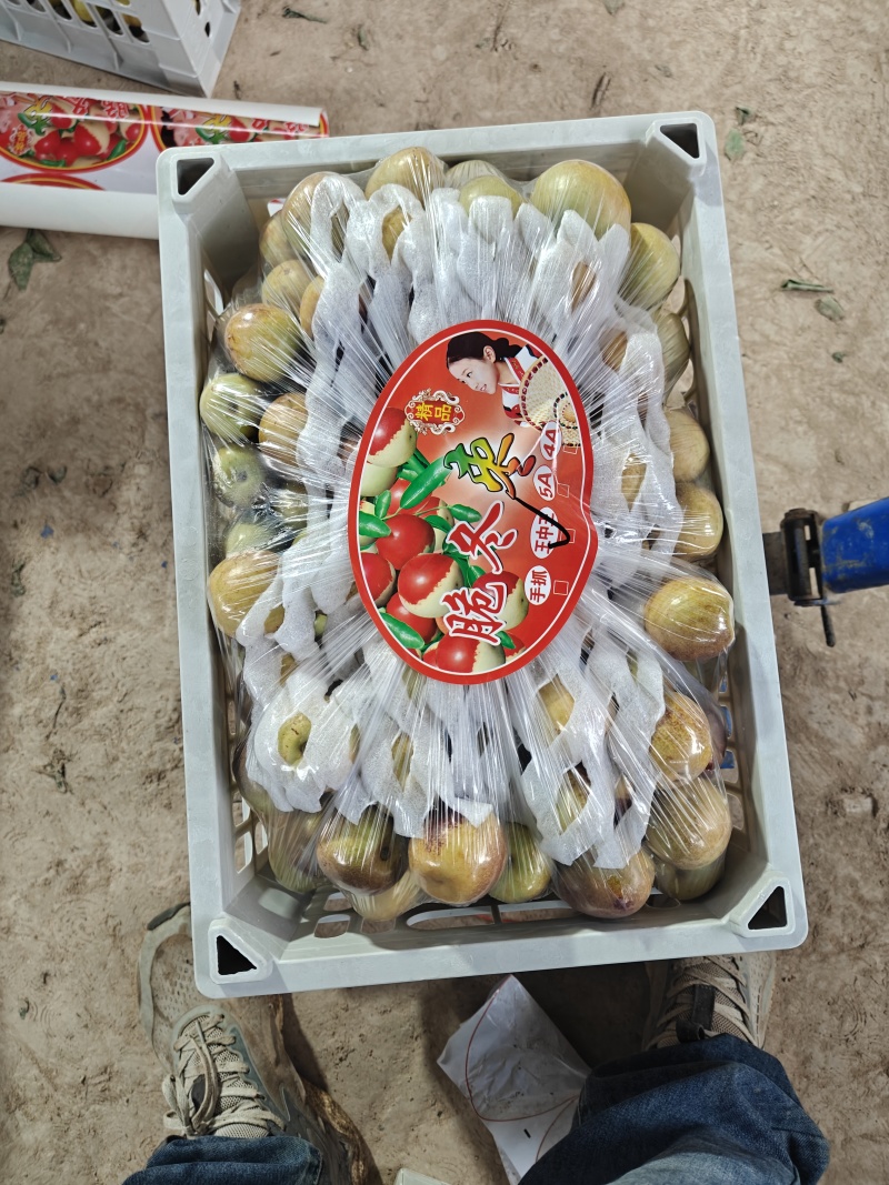 大荔冬枣脆甜多汁