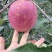 昭通丑苹果