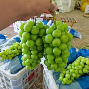 阳光玫瑰