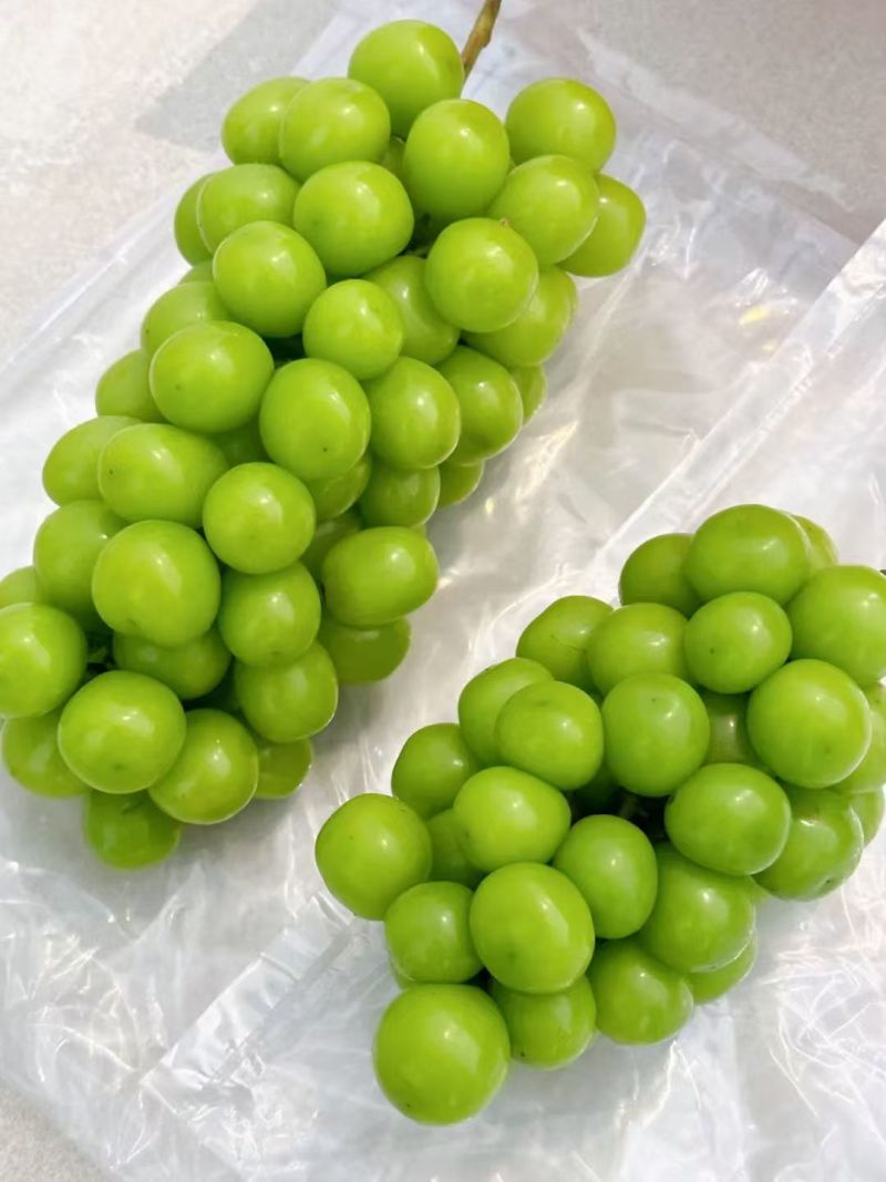 阳光玫瑰