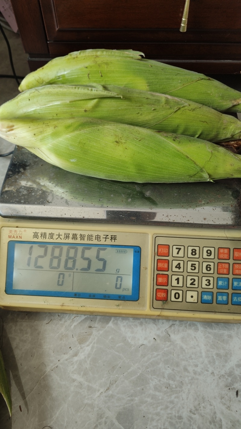 热卖40亩甜糯玉米河北沧州白玉米基地直发价格实惠运输便利