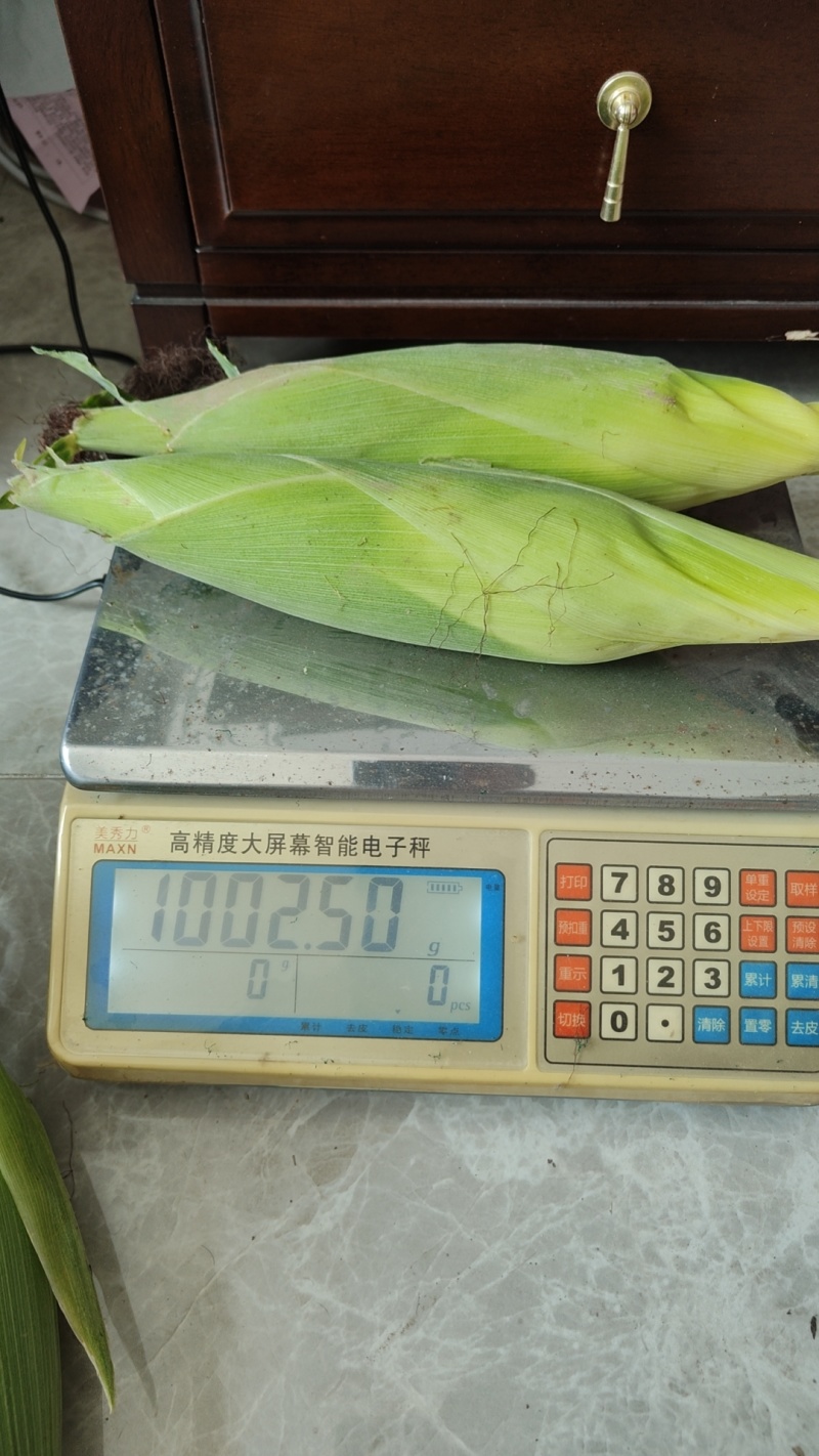热卖40亩甜糯玉米河北沧州白玉米基地直发价格实惠运输便利