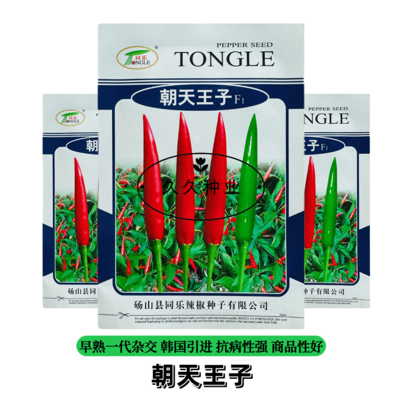 同乐朝天王子朝天椒种子韩国引进单生高产味香辣春秋季播辣椒