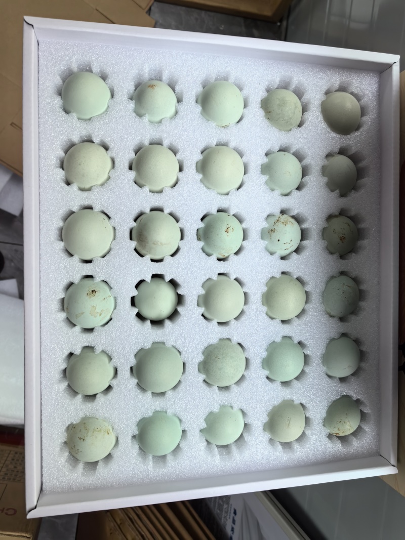 五黑鸡绿壳鸡蛋#散养土鸡蛋