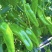 同乐青椒王粗长牛角型辣椒种子大果薄皮早熟高抗病毒