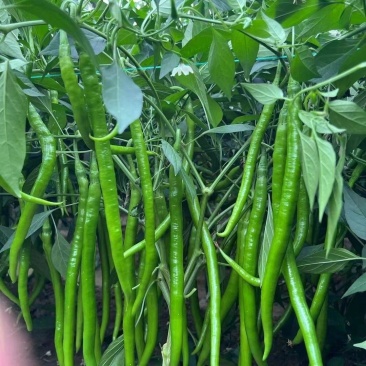 同乐长线辣椒种子早熟杂交种蔬菜种子味香辣可摘青红果线椒春