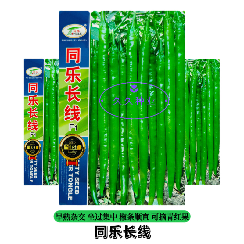 同乐长线辣椒种子早熟杂交种蔬菜种子味香辣可摘青红果线椒春