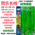 同乐长线辣椒种子早熟杂交种蔬菜种子味香辣可摘青红果线椒春