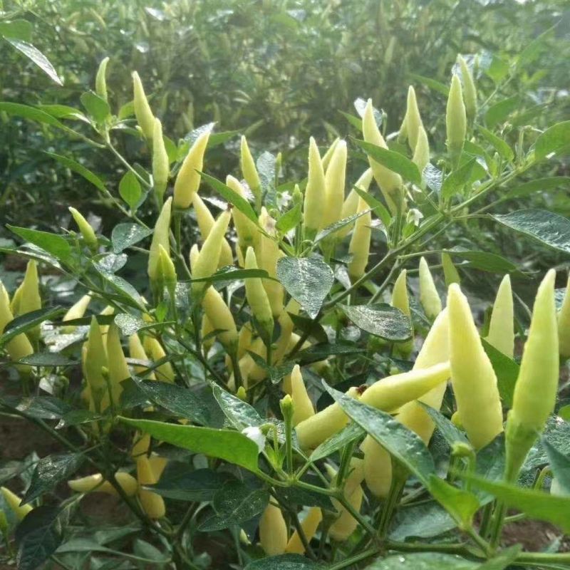 同乐白玉米椒辣椒种子中熟杂交一代果皮厚果形直辣味香浓