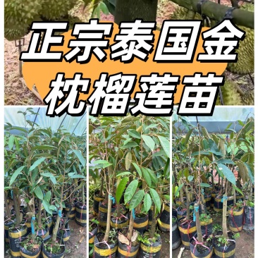 广西正宗苗圃各种水果苗正宗泰国金枕榴莲苗欢迎联系下单