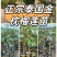 广西正宗苗圃各种水果苗正宗泰国金枕榴莲苗欢迎联系下单