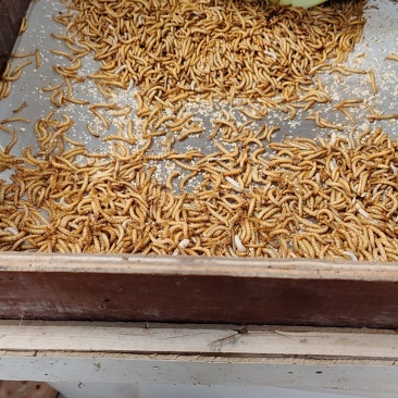 黄粉虫湿，干，大小规格都有，喂蝎子，林蛙，宠物鸟，