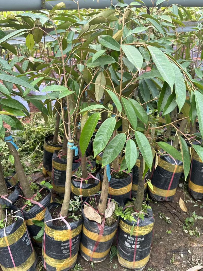 广西正宗苗圃各种水果苗正宗泰国金枕榴莲苗欢迎联系下单