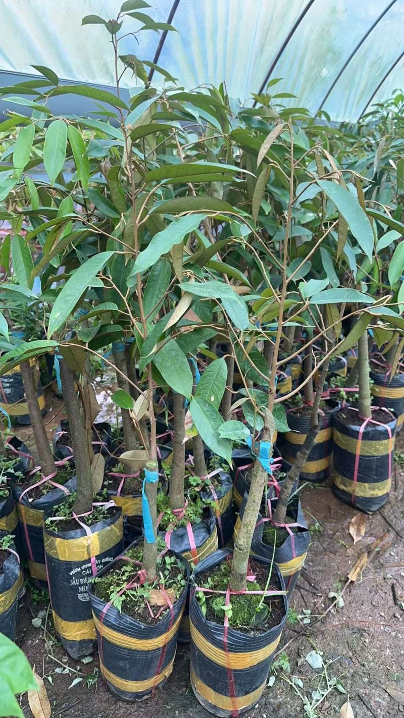 广西正宗苗圃各种水果苗正宗泰国金枕榴莲苗欢迎联系下单