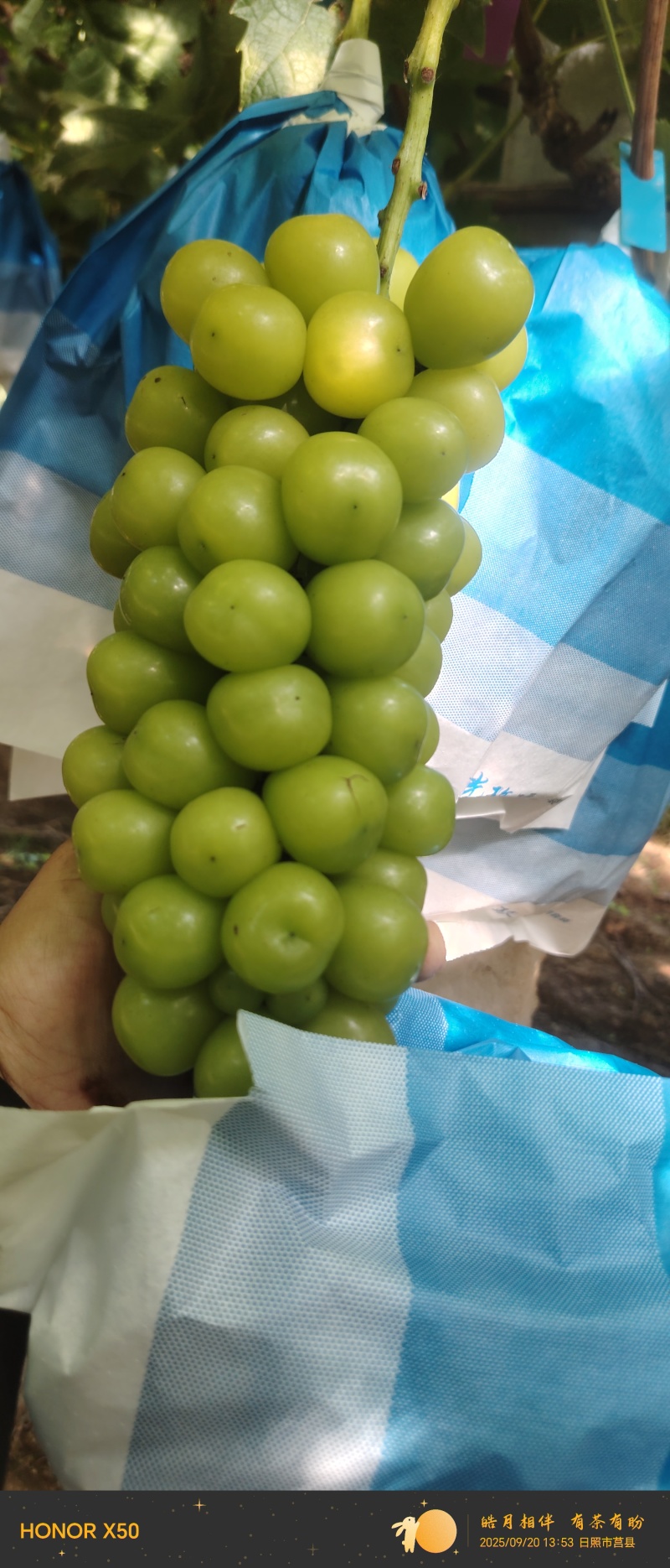 山东阳光玫瑰葡萄颗颗饱满皮薄肉厚精品特级