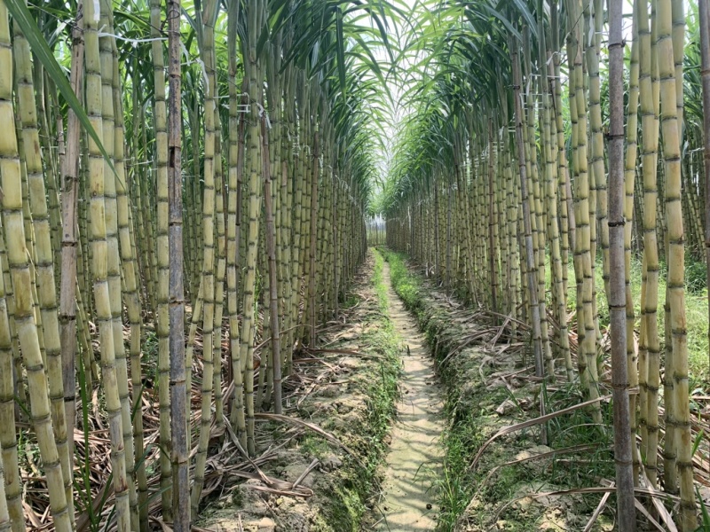 热带水果黄皮甘蔗产地直发欢迎来电洽谈诚信经营