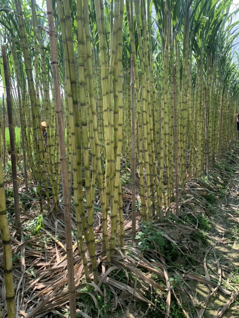 热带水果黄皮甘蔗产地直发欢迎来电洽谈诚信经营
