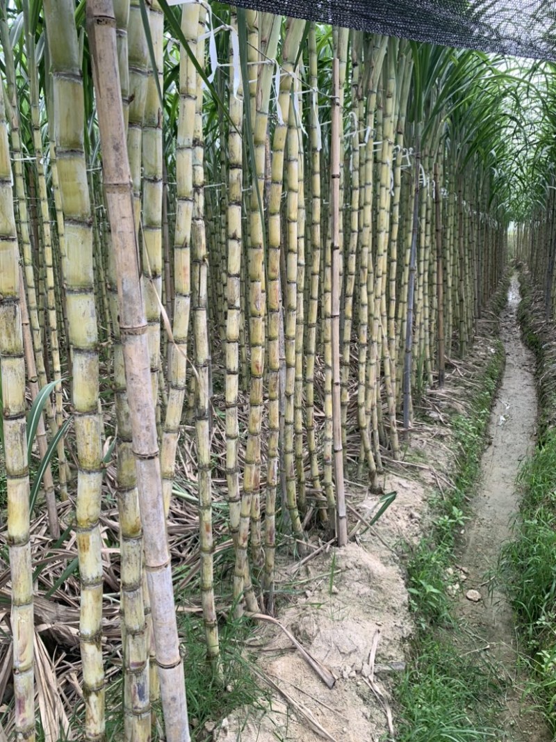 热带水果黄皮甘蔗产地直发欢迎来电洽谈诚信经营