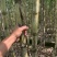 热带水果黄皮甘蔗产地直发欢迎来电洽谈诚信经营