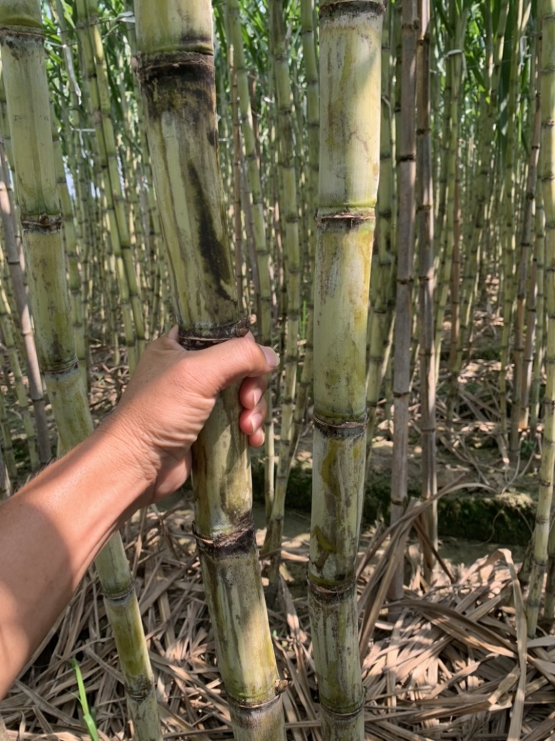 热带水果黄皮甘蔗产地直发欢迎来电洽谈诚信经营