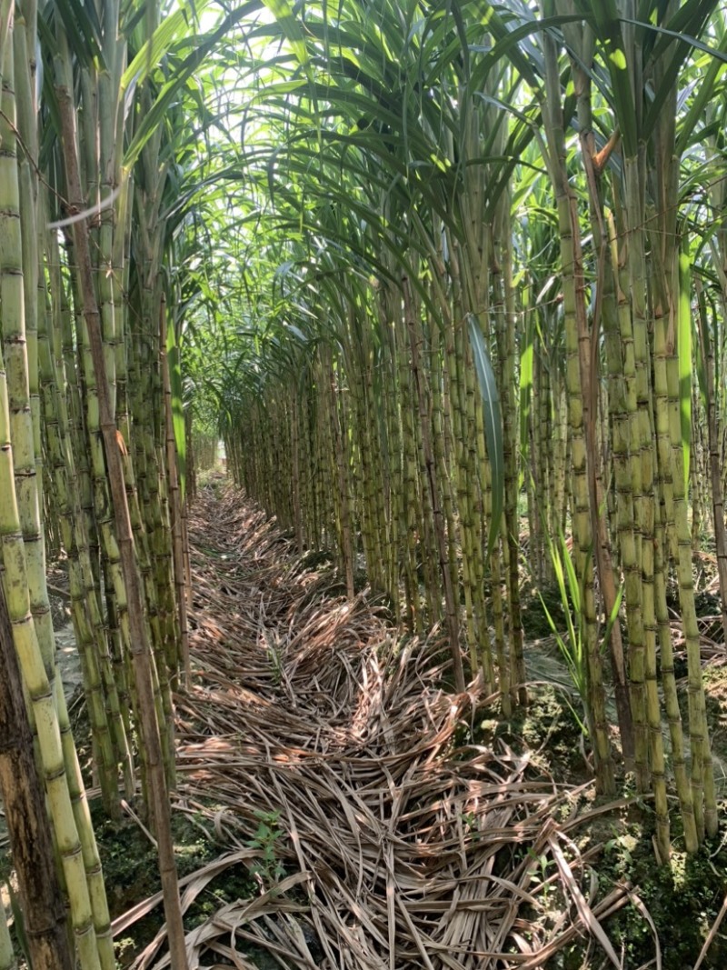 热带水果黄皮甘蔗产地直发欢迎来电洽谈诚信经营