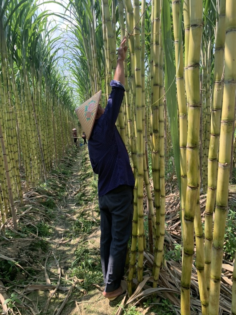 热带水果黄皮甘蔗产地直发欢迎来电洽谈诚信经营