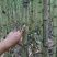 热带水果黄皮甘蔗产地直发欢迎来电洽谈诚信经营
