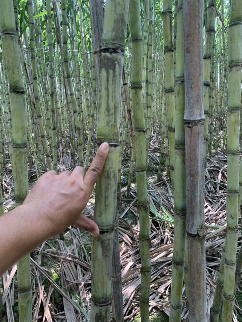 热带水果黄皮甘蔗产地直发欢迎来电洽谈诚信经营