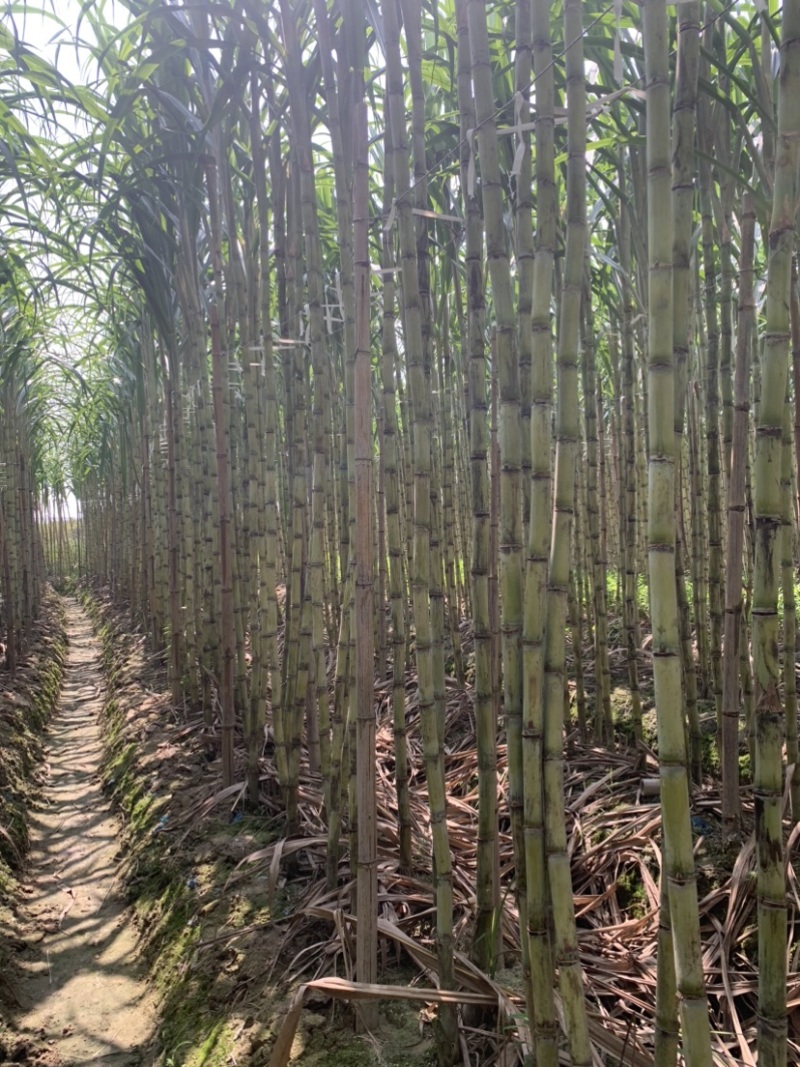 热带水果黄皮甘蔗产地直发欢迎来电洽谈诚信经营