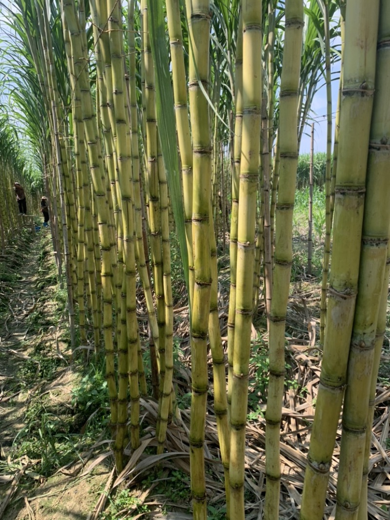 热带水果黄皮甘蔗产地直发欢迎来电洽谈诚信经营