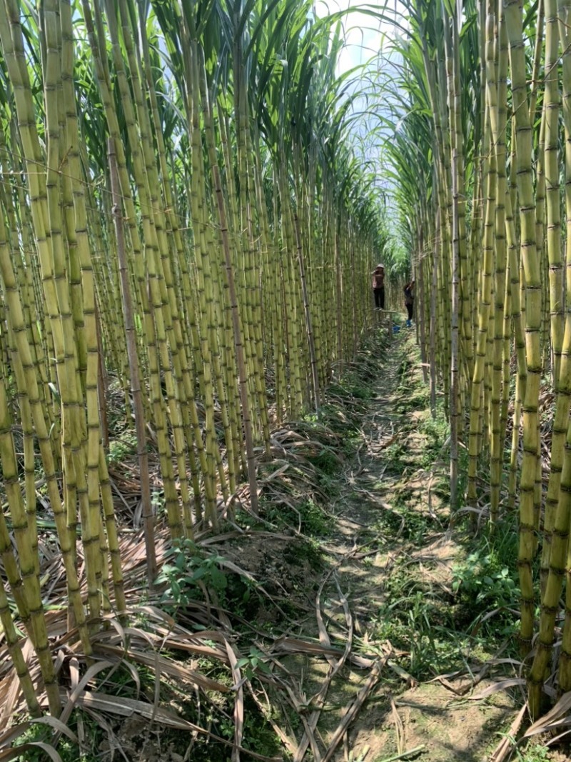 热带水果黄皮甘蔗产地直发欢迎来电洽谈诚信经营