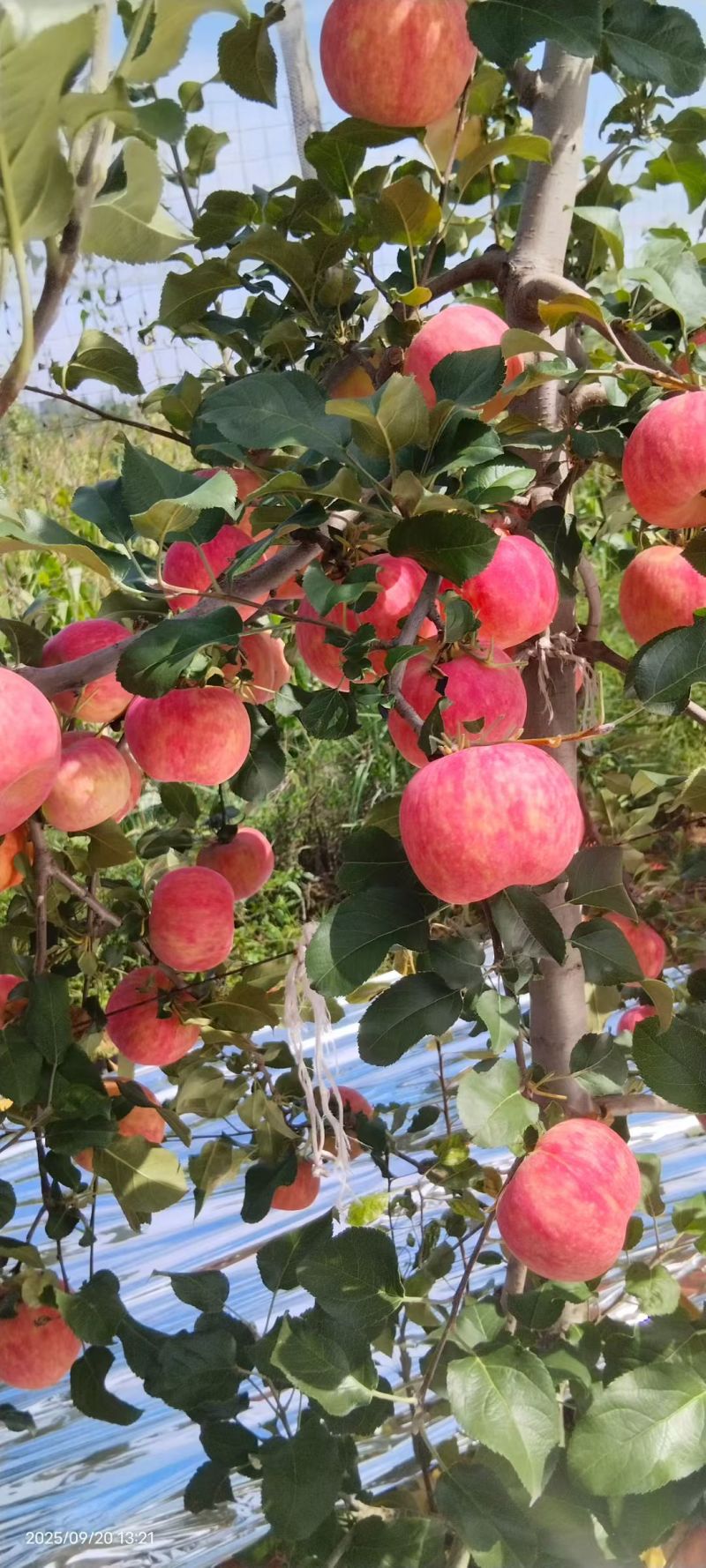 三十万秦脆苹果开园