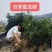 四季蜜龙眼苗