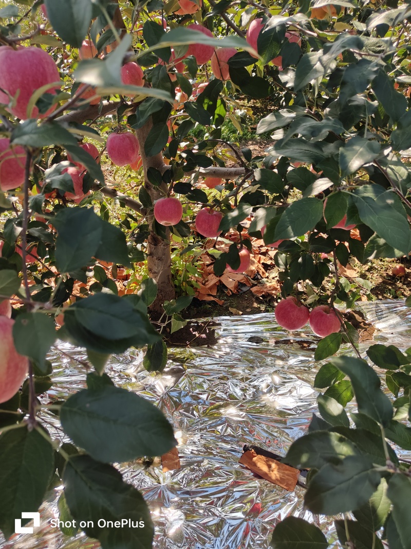 出售岳阳红苹果