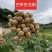 四季蜜龙眼苗