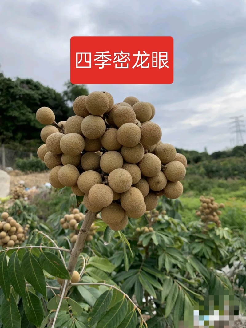 四季蜜龙眼苗