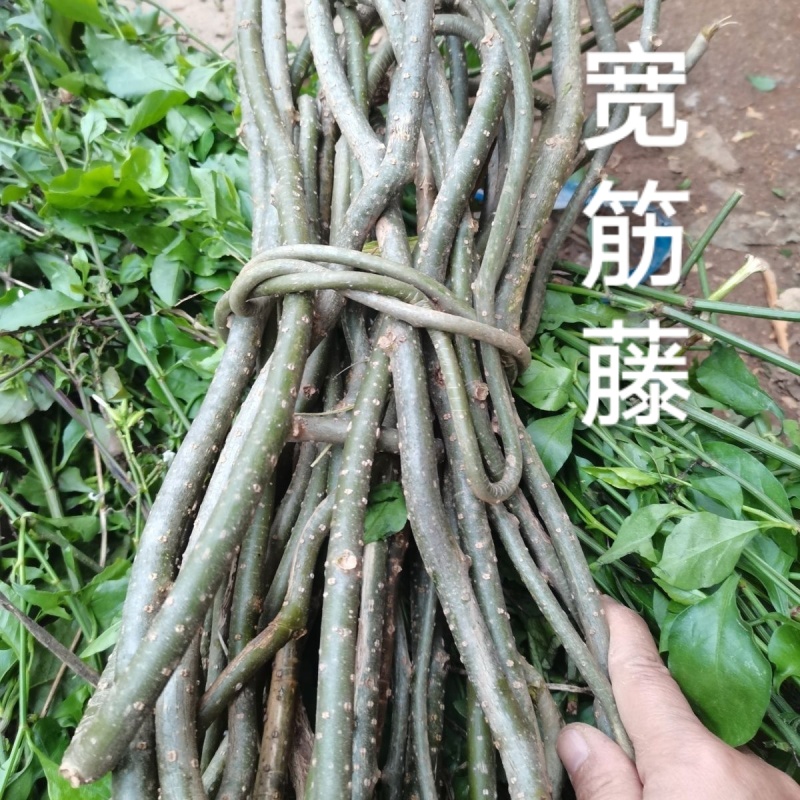新鲜宽筋藤舒筋藤中草药青筋藤松筋藤包邮