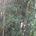 新鲜宽筋藤舒筋藤中草药青筋藤松筋藤包邮