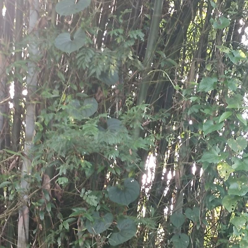 新鲜宽筋藤舒筋藤中草药青筋藤松筋藤包邮